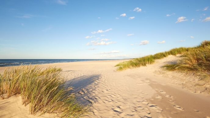 najwyższa wydma w Polsce wydma Łącka